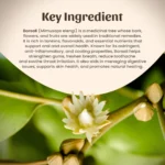 1 Borsali Powder Mockup