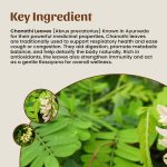 1 Chanothi Leaves Powder Mockup